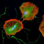 Astro-Neuro 1_Cell Portraits – Jan Schmoranzer